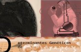 eterminantes Genéticos de                                                Triglicéridos Plasmáticos