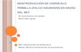 Reintroducción de Cernícalo Primilla ( falco  naumanni ) en Navas del Rey