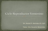 Ciclo Reproductor Femenino