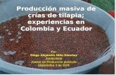 Producción masiva de crías de tilapia; experiencias en  Colombia y Ecuador