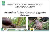 IDENTIFICACION, IMPACTOS Y MANIPULACION Achatina fulica   Caracol gigante africano