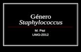 Género  Staphylococcus