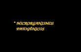 MICRORGANISMOS    PATOGÊNICOS