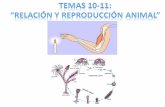 TEMAS 10-11: “RELACIÓN Y REPRODUCCIÓN ANIMAL”