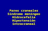 Pares craneales Síndrome meníngeo Hidrocefalia Hipertensión intracraneal