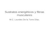 Sustratos energéticos y fibras musculares