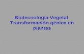 Biotecnología Vegetal  Transformación génica en plantas