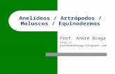 Anel­deos / Artr³podos / Moluscos / Equinodermos