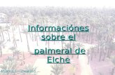 Informaciónes sobre el  palmeral de Elche