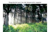 Regulación por luz del desarrollo vegetal
