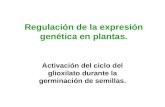 Regulación de la expresión genética en plantas.