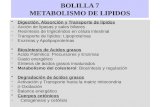 BOLILLA 7 METABOLISMO DE LIPIDOS