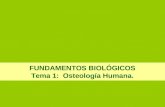 FUNDAMENTOS BIOLÓGICOS Tema 1:  Osteología Humana.