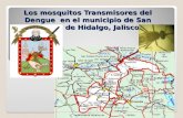 Los mosquitos Transmisores del Dengue  en el municipio de San Martín de Hidalgo, Jalisco