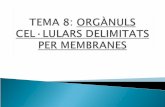 TEMA 8:  ORGÀNULS CEL·LULARS DELIMITATS PER MEMBRANES
