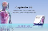 Capítulo 55 Anatomía funcional del  hígado y el sistema biliar