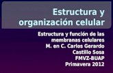 Estructura y organización celular