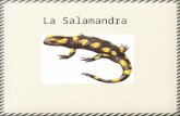 La Salamandra