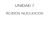 UNIDAD 7 ÁCIDOS NUCLEICOS