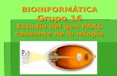 BIOINFORMÁTICA Grupo 16 Estudio del gen PAX6 causante de la miopía