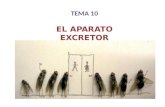 TEMA 10 EL APARATO EXCRETOR