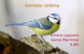 Amilotx Urdina