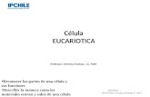 Célula EUCARIOTICA Professor: Verónica Pantoja . Lic. MSP.