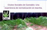 Clubes Sociales de Cannabis: Una experiencia de normalización en marcha.