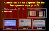 Cambios en la expresión de los genes apx y pr5