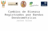 Cambios de Biomasa Registrados por Bandas Dendrométricas