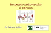 Respuesta cardiovascular al ejercicio