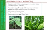 Divisió Pteridòfits (o Polipodiòfits)