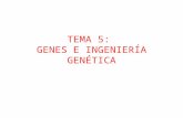TEMA 5:  GENES E INGENIERÍA GENÉTICA