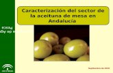 Caracterización del sector de la aceituna de mesa en Andalucía