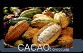 CACAO :  cHOCOLATE