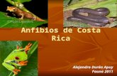 Anfibios de Costa Rica