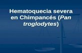 Hematoquecia severa en Chimpancés ( Pan troglodytes )