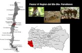 Fauna VI Region del Bio Bio:  Paredones