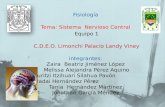 Fisiología  Tema: Sistema  Nervioso Central   Equipo 1  C.D.E.O.  Limonchi  Palacio  Landy Viney