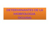 Determinantes de la  morfologia oclusal