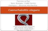 Caenorhabditis  elegans