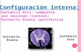 Configuración interna: Sustancia Gris; compuesta   por neuronas (central)