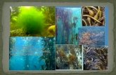 Distribución  de algas