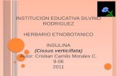 INSTITUCION EDUCATIVA SILVINO RODRIGUEZ HERBARIO ETNOBOTANICO INSULINA (Cissus verticillata)