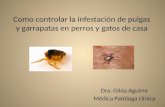 Como controlar la infestación de pulgas y garrapatas en  perros  y gatos de casa