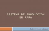 Sistema de producción en papa