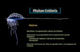Phylum C nidaria