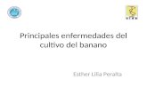 Principales enfermedades  del  cultivo  del  banano