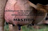 UNIVERSIDAD DE SANTANDER UDES MEDICINA VETERINARIA MICROBIOLOGIA VETERINARA