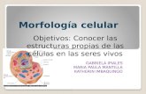 Morfología celular